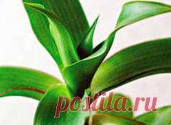 Помощь золотого уса