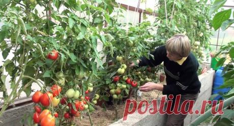 Чем подкормить помидоры при плодоношении: удобрять томаты, какой период, описание, видео, фото | Кролики и кролиководство