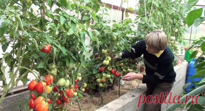 Чем подкормить помидоры при плодоношении: удобрять томаты, какой период, описание, видео, фото | Кролики и кролиководство