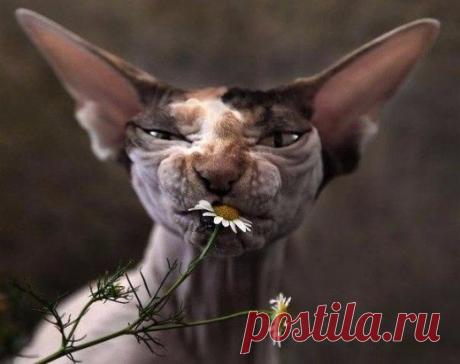 Ромашка успокаивает ...)))