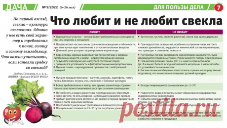 Что любит и не любит свекла