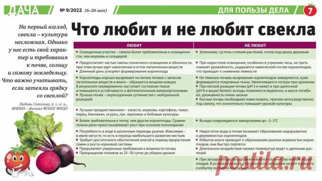 Что любит и не любит свекла