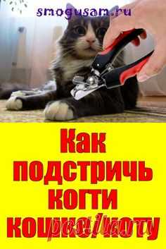 📌Как подстричь когти кошке/коту в домашних условиях 🐈🐾 in 2023 | Cat breeds, Pet nail tools, Pets