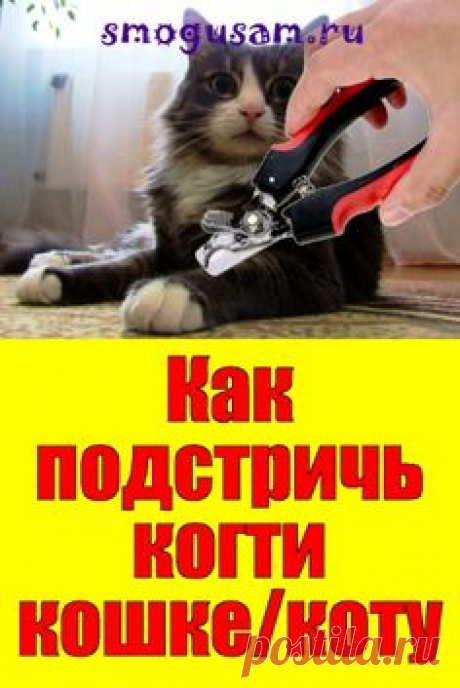 📌Как подстричь когти кошке/коту в домашних условиях 🐈🐾 in 2023 | Cat breeds, Pet nail tools, Pets