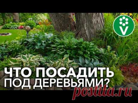 ПРИСТВОЛЬНЫЕ КРУГИ ПЛОДОВЫХ ДЕРЕВЬЕВ: нужны ли и что лучше сажать под деревьями?