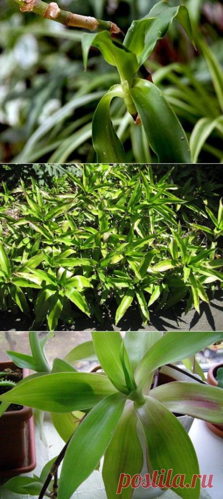 Золотой ус и его использование в народной медицине