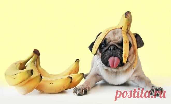 6 способов использования банановой кожуры в саду и огороде