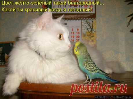Лучшие котоматрицы недели (50 фото)