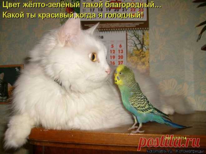 Лучшие котоматрицы недели (50 фото)