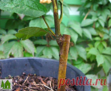 Окулировка яблони | Дачная жизнь - сад, огород, дача