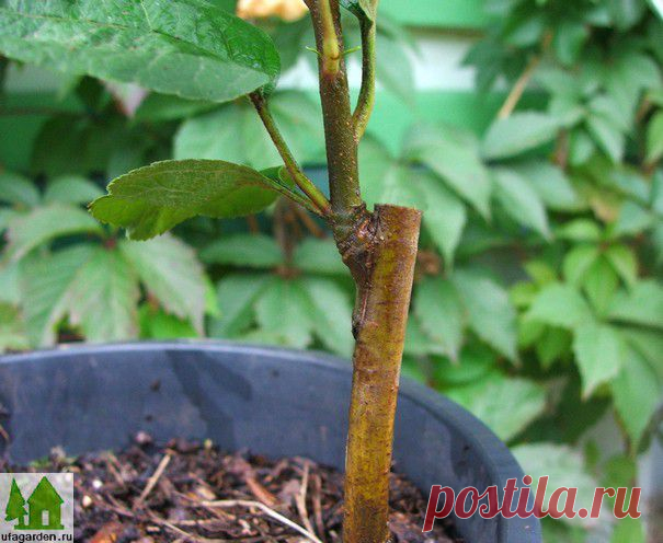 Окулировка яблони | Дачная жизнь - сад, огород, дача