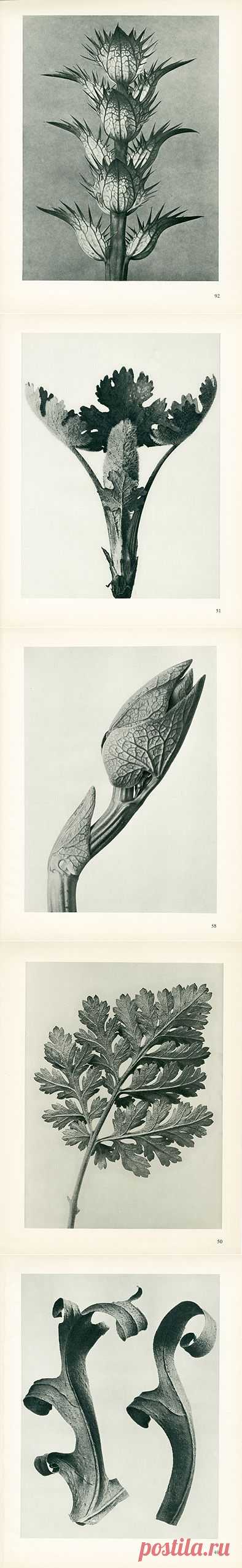 Карл Блосфельдт Photogravures Urformen дер Кунст 1 929