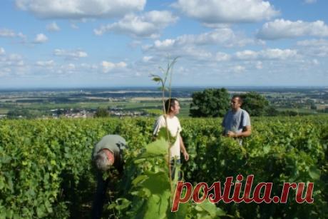 Domaine BONNARDOT -- Визит погреба, замка, владения дегустатция - На знакомство с виноградниками :: Le Guide du Vignoble