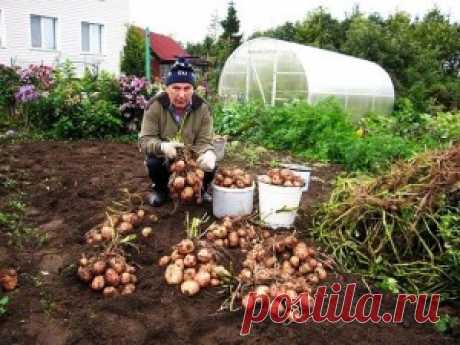 КАК С 20-ТИ КУСТОВ СОБРАТЬ 40 ВЁДЕР КАРТОФЕЛЯ