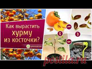 КАК ВЫРАСТИТЬ ХУРМУ ИЗ КОСТОЧКИ?!