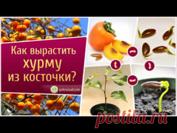 КАК ВЫРАСТИТЬ ХУРМУ ИЗ КОСТОЧКИ?!