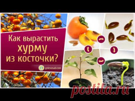 КАК ВЫРАСТИТЬ ХУРМУ ИЗ КОСТОЧКИ?!