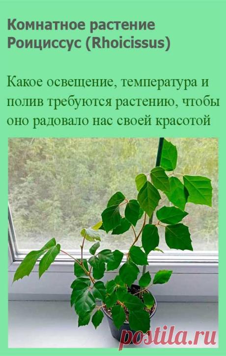 Комнатное растение Роициссус (Rhoicissus). Наряду с циссусом и тетрастигмой роициссус относится к семейству Виноградовые. Это довольно популярное теневыносливое и быстро разрастающееся растение можно использовать для маскировки больших вертикальных плоскостей. Роициссус обычно высаживают в подвесные горшки.
