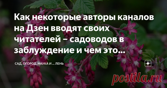 Как некоторые авторы каналов на Дзен вводят своих читателей – садоводов в заблуждение и чем это чревато. На примере смородины Я давно замечаю, что некоторые каналы авторы, которых позиционируют себя как знатоки и эксперты в области садоводства и огородничества, допускают некоторые ляпы и неточности, а часто и врут напрямую. Я согласен, что многие ошибаются, но называть садовую землянику клубникой, это нонсенс. Начнем с того что у земляники все цветки обоеполые, а у клубник...