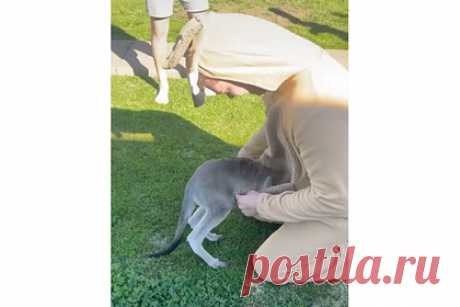 В карман мужчины в костюме кенгуру запрыгнул кенгуренок. В австралийском городе Темора, штат Новый Южный Уэльс, кенгуренок по прозвищу Найджел запрыгнул в карман мужчины, который переоделся в костюм кенгуру. Когда австралиец присел и показал большой карман на животе, детеныш сначала заглянул внутрь, а потом забрался туда с головой.