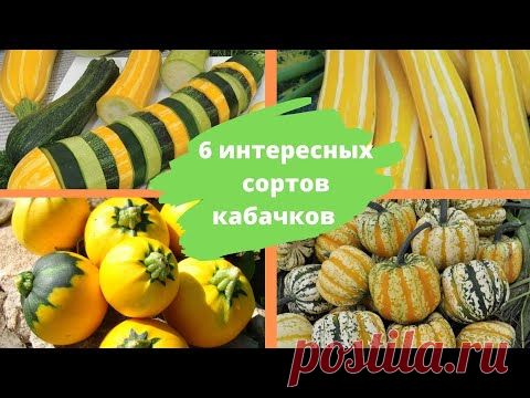 6 интересных сортов кабачков: странные снаружи, сочные внутри