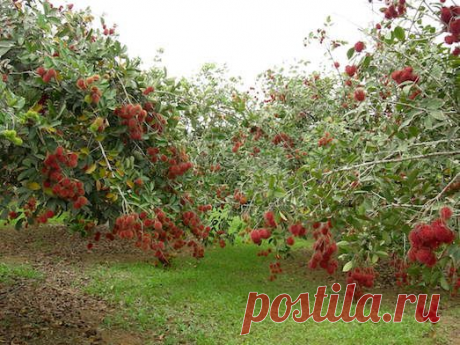 Как вырастить малиновое дерево?