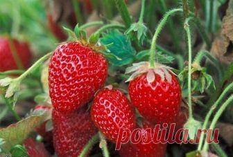 КЛУБНИКА БЫСТРО ПОРТИТСЯ. ЭКСПЕРТ-ФЕРМЕР РАССКАЗАЛ, КАК ХРАНИТЬ ЕЕ НЕДЕЛЮ! 







Многие ягоды — например, клубника — содержат массу полезных витаминов и микроэлементов. В клубнике есть антиоксиданты, витамин C, фолат, калий, марганец, клетчатка и магний.




Многие ягоды —…