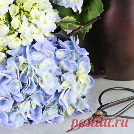 Обрезка гортензии