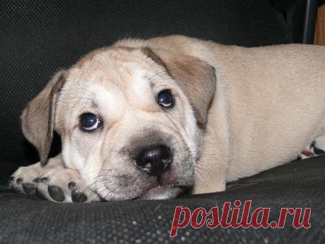 Ка де Бо - родились замечательные щенки от Супер Гранд Чемпиона Украины. Желающие приобрести щенка - звоните +38 0932383420!