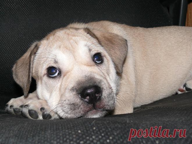 Ка де Бо - родились замечательные щенки от Супер Гранд Чемпиона Украины. Желающие приобрести щенка - звоните +38 0932383420!