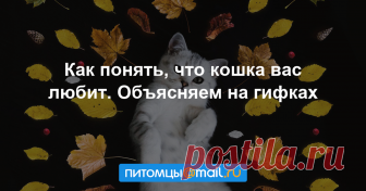 Как понять, что кошка вас любит. Объясняем на гифках Человечество влюблено в котов, но взаимно ли? Кошки проявляют свои чувства не так явно и эмоционально, как, например, собаки. И все-таки у кошачьего обожания есть свои признаки.