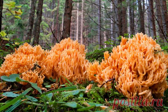 Грибы, которые меня удивили в этом сезоне. Пилолистник, рамария, трутовик серно-желтый. Фото — Ботаничка.ru