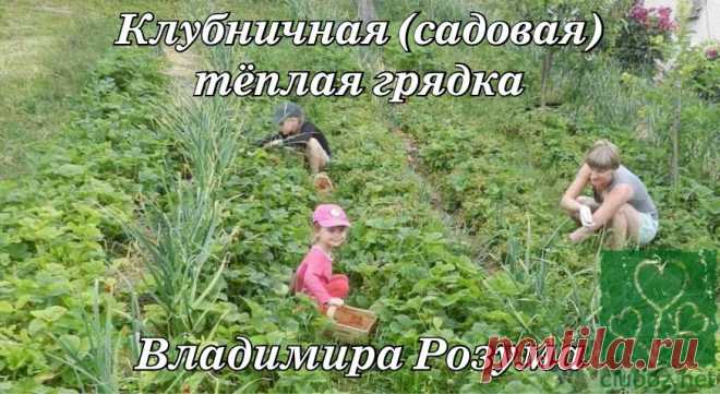 Садовая грядка Розума - огромный урожай фруктов и ягод без полива и удобрения
