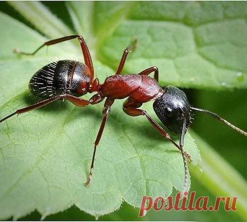 Народные средства для борьбы с муравьями