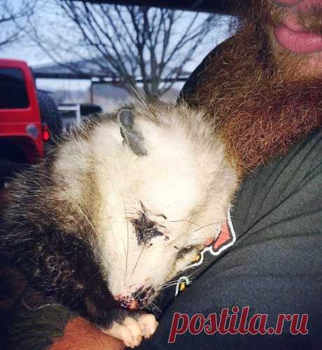 Женщина кинулась помочь умиравшей у дороги зверюшке: "Я не смогла проехать мимо..." Джуди Обрегон ехала в гости к своей свекрови, вдруг на дороге она увидела мертвого опоссума, как ей показалось с первого взгляда. Внезапно измученное существо подняло голову, женщина сразу кинулась на помощь.

Оказалось, это была беременная самка опоссума, а жизни ее чуть не лишил выстрел из пневм