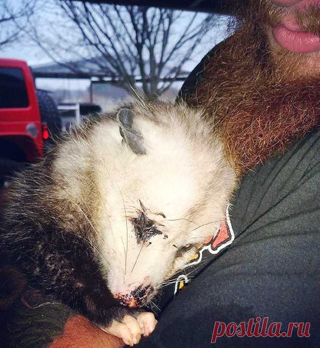 Женщина кинулась помочь умиравшей у дороги зверюшке: 