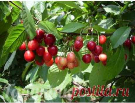 Черешня Память Астахова | Интернет-магазин садовых растений