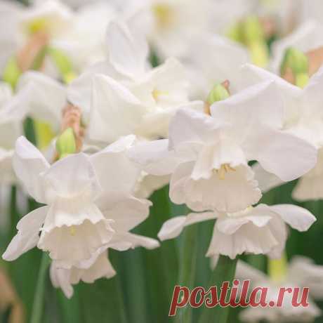 Narcissus 'Elvin's Voice' Named in honor of Elvin McDonald, former director of Friends of the Des Moines Botanical Garden.