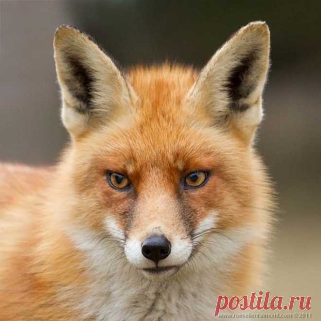 Редкой красоты снимки рыжей лисицы • НОВОСТИ В ФОТОГРАФИЯХ