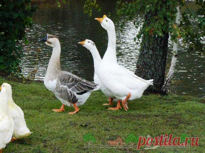 Сколько весит домашний гусь: полезные факты и фото