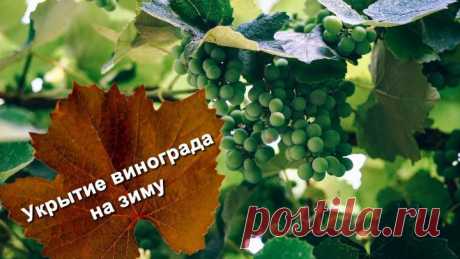 Укрытие винограда на зиму