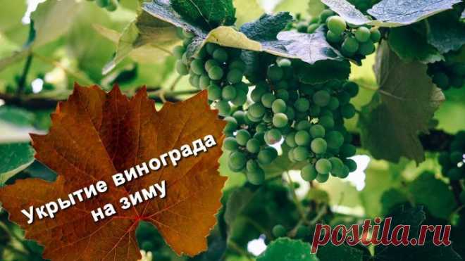 Укрытие винограда на зиму