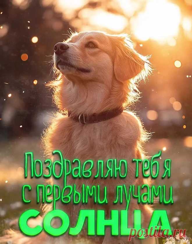 Картинка доброе утро с собакой