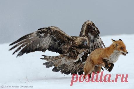 The Year's Most Thrilling (and Heartbreaking) Wildlife Photos