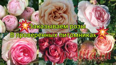 💥где заказать розы?🌹💥- Надëжные питомники!!! Делюсь свои опытом😁😉, проверено цветением без пересортов👍👍👍🌹💥 | Розы творчество в саду и не только | Дзен