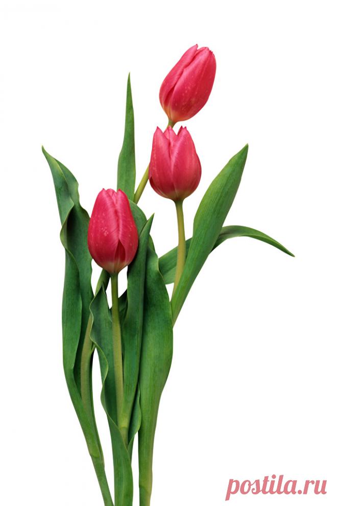 Фотография Красный Тюльпаны Цветы Трое 3 Белый фон