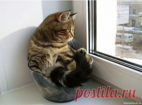 5 советов, на случай, если кошку оставляют одну дома Некоторые заводят кошек по той причине, что эти животные не так ориентированы на хозяина, как собаки. Кошки более самостоятельные, их не надо несколько раз в день выгуливать и 25/7 находится рядом с ними.А это вполне себе приемлемый вариант для человека, который целый день на работе.Нет,...