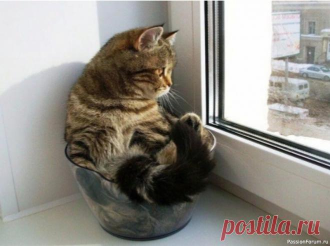 5 советов, на случай, если кошку оставляют одну дома Некоторые заводят кошек по той причине, что эти животные не так ориентированы на хозяина, как собаки. Кошки более самостоятельные, их не надо несколько раз в день выгуливать и 25/7 находится рядом с ними.А это вполне себе приемлемый вариант для человека, который целый день на работе.Нет,...