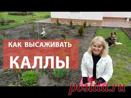 Как сажать каллы