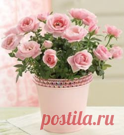 Декоративные комнатные розы в горшках: как посадить, выращивать, пересаживать, уход в домашних условиях, сорта, как сохранить, если вянет